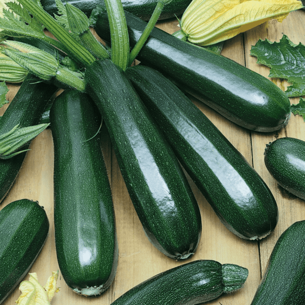 courgette black beauty